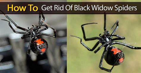 black widow spider take off bug books Epub